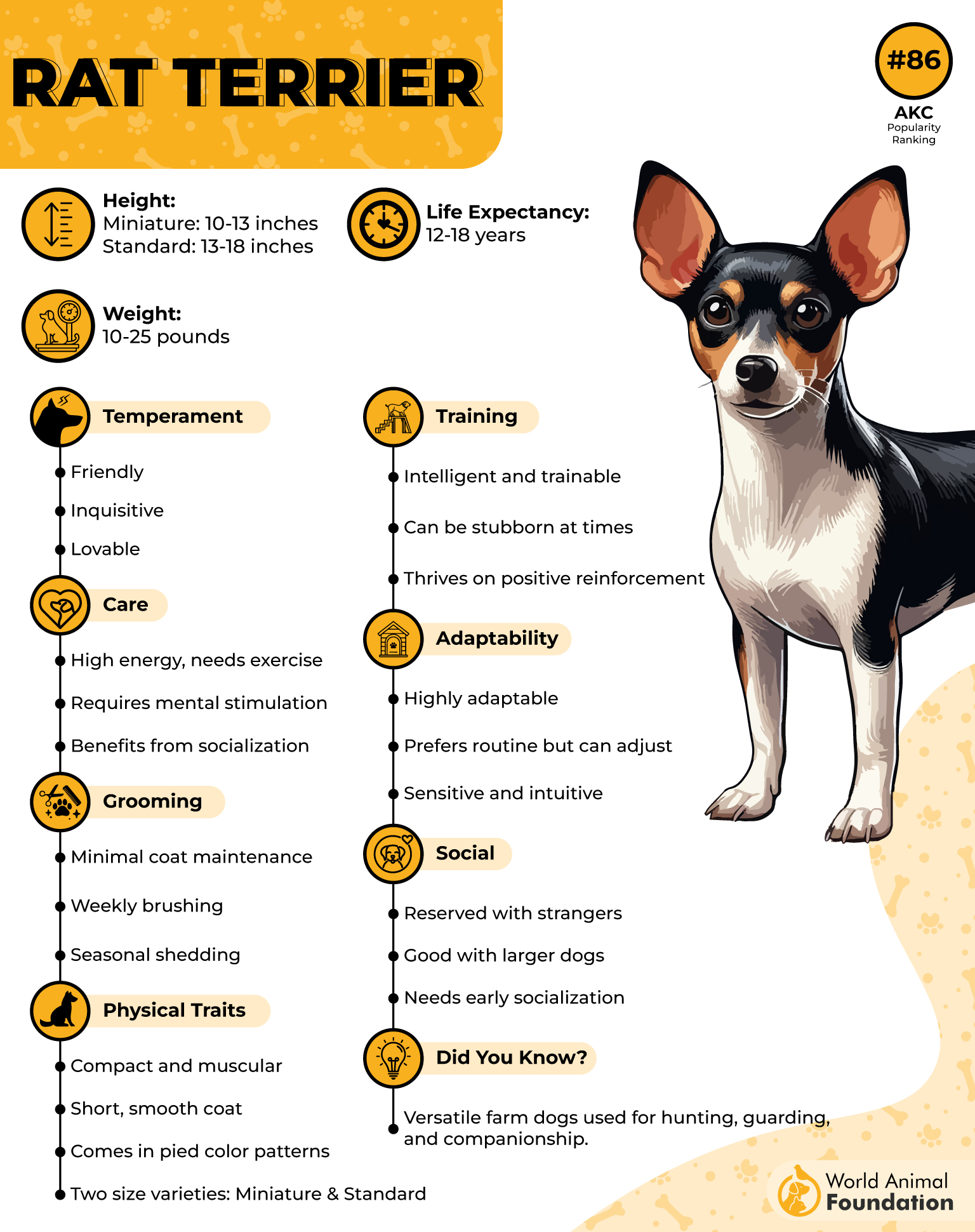 Picture of Rat Terrier Growth Chart 11 Home Remedies Sale For