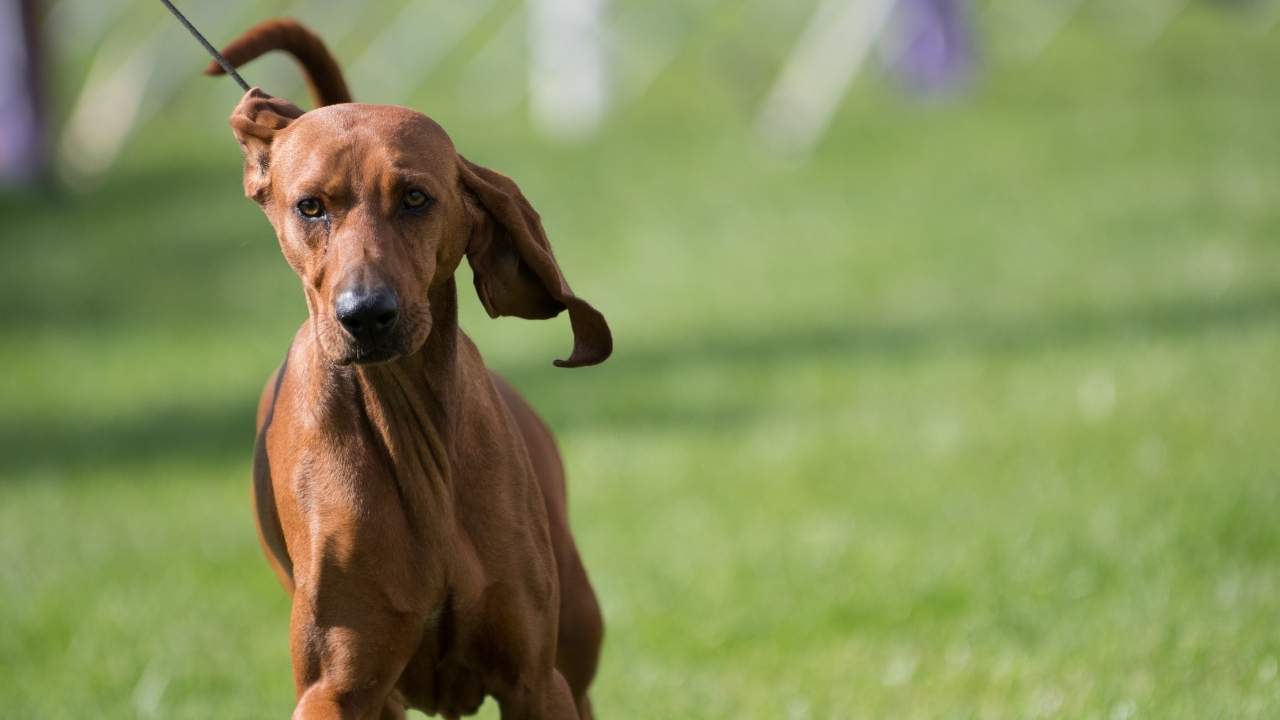 Redbone Coonhound
