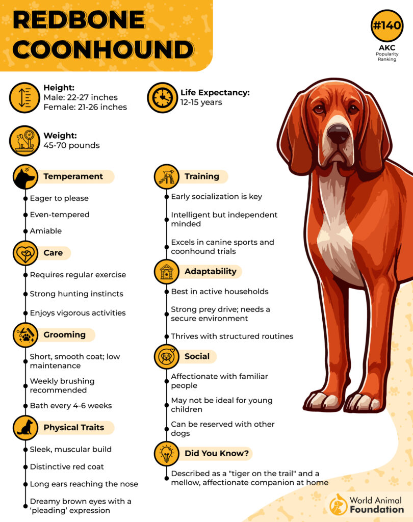 Redbone-Coonhound-Breed-Profile-01