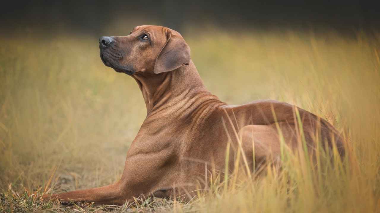 Rhodesian Ridgeback Protection Training Top 9 Guard Dog Breeds For Protection Against Monkeys - Cerfiem.com