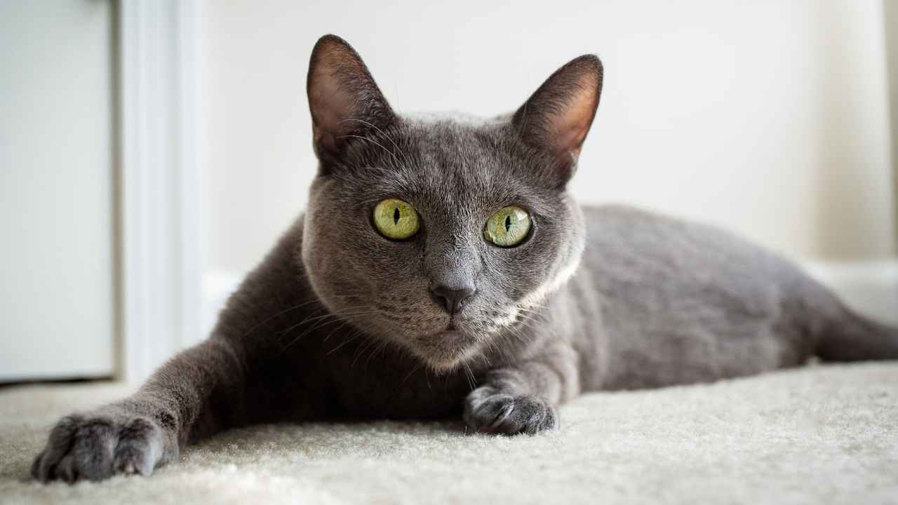 Russian Blue