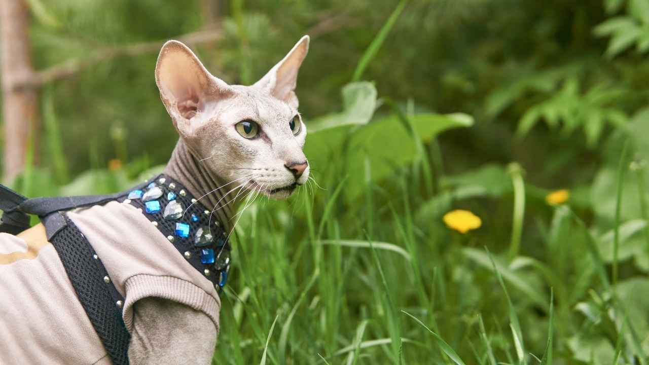 Peterbald