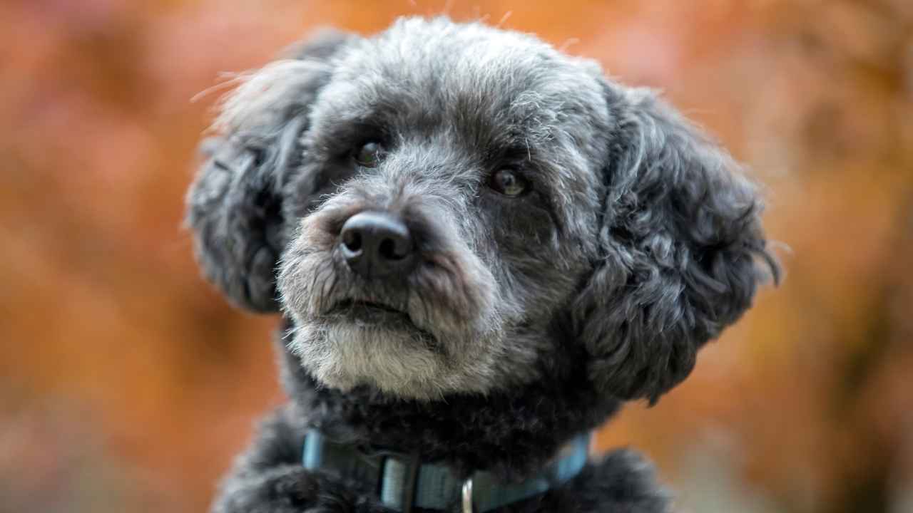 7 Adorable Poodle Mix Breeds You Ll Fall In Love Photo Inspiration
