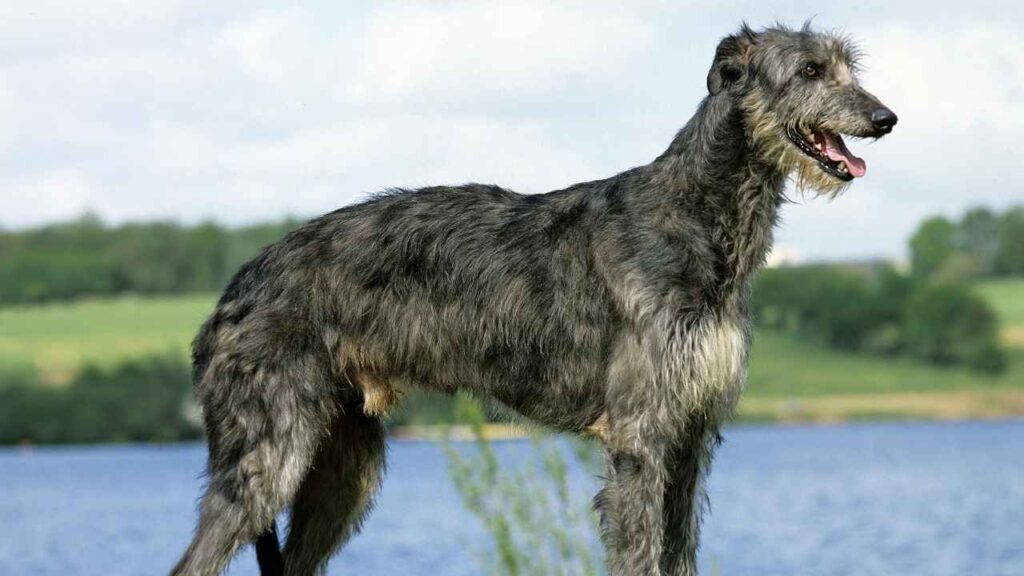 Scottish-Deerhound-3-1