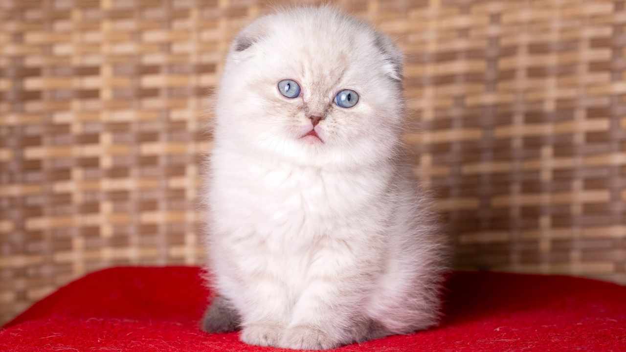Scottish Fold