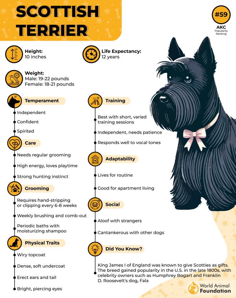 Scottish Terrier