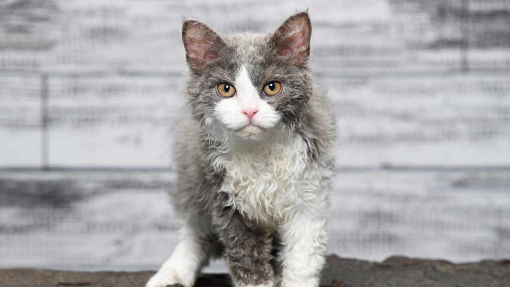 Selkirk-Rex-3-8