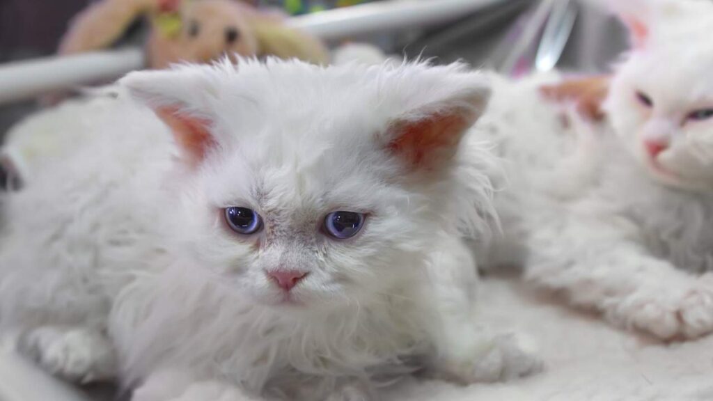 selkirk rex