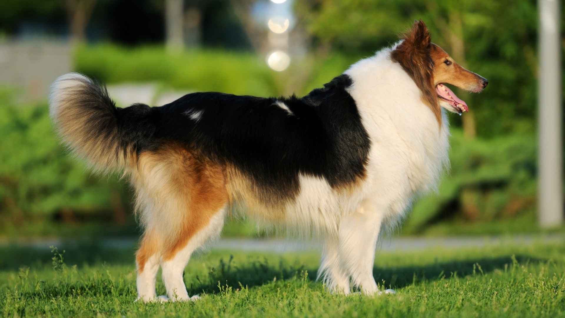 Shetland Sheepdog