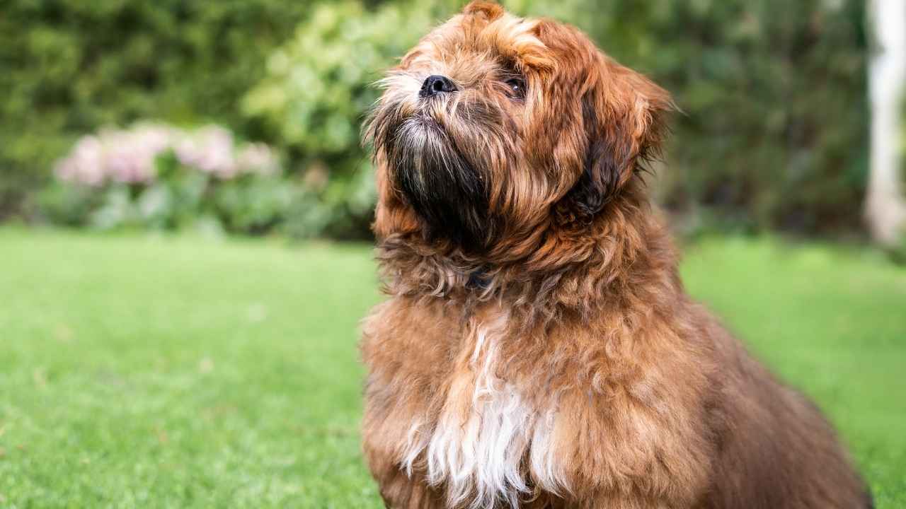 Schichon