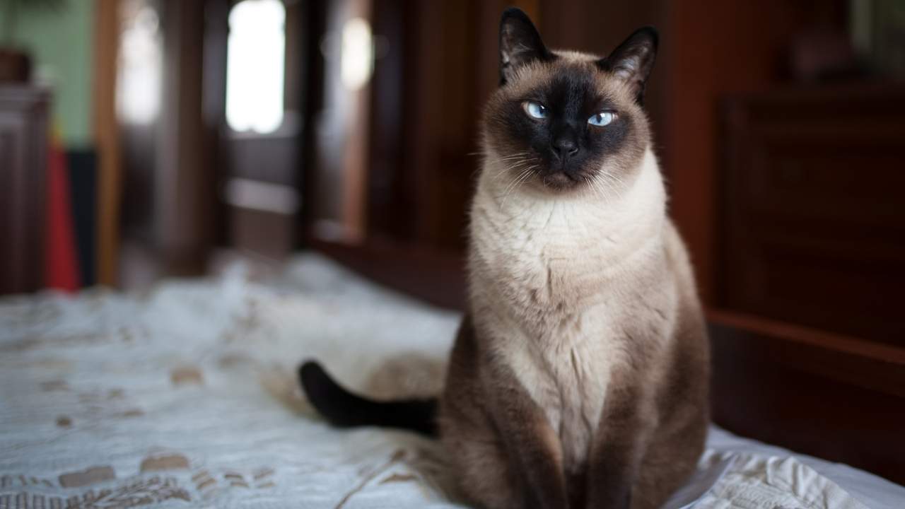 Siamese