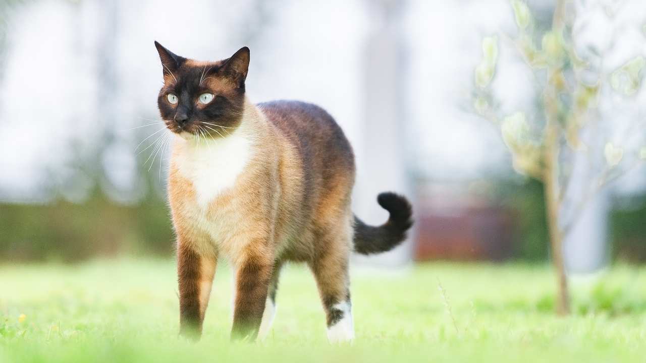 Siamese