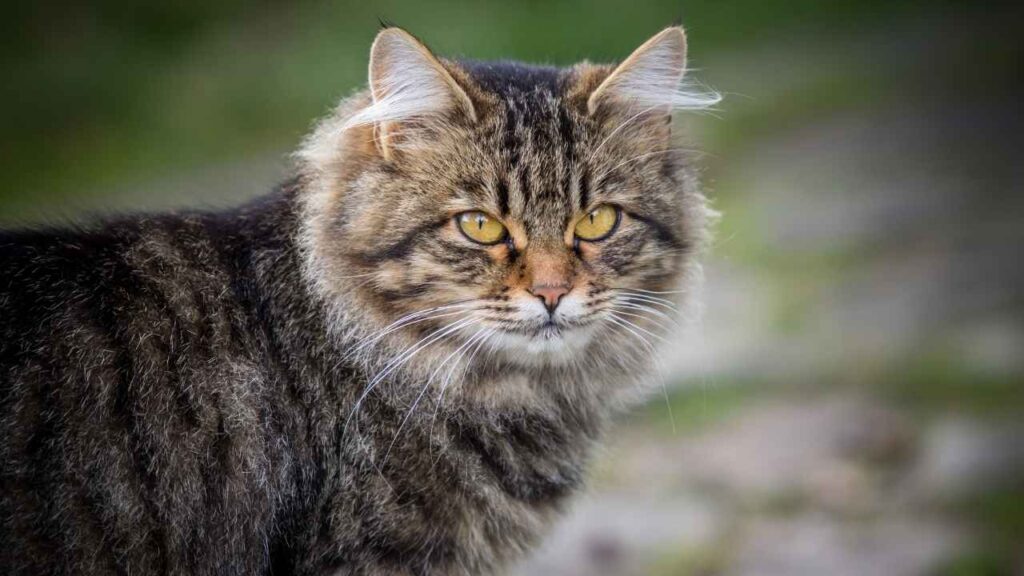 Siberian