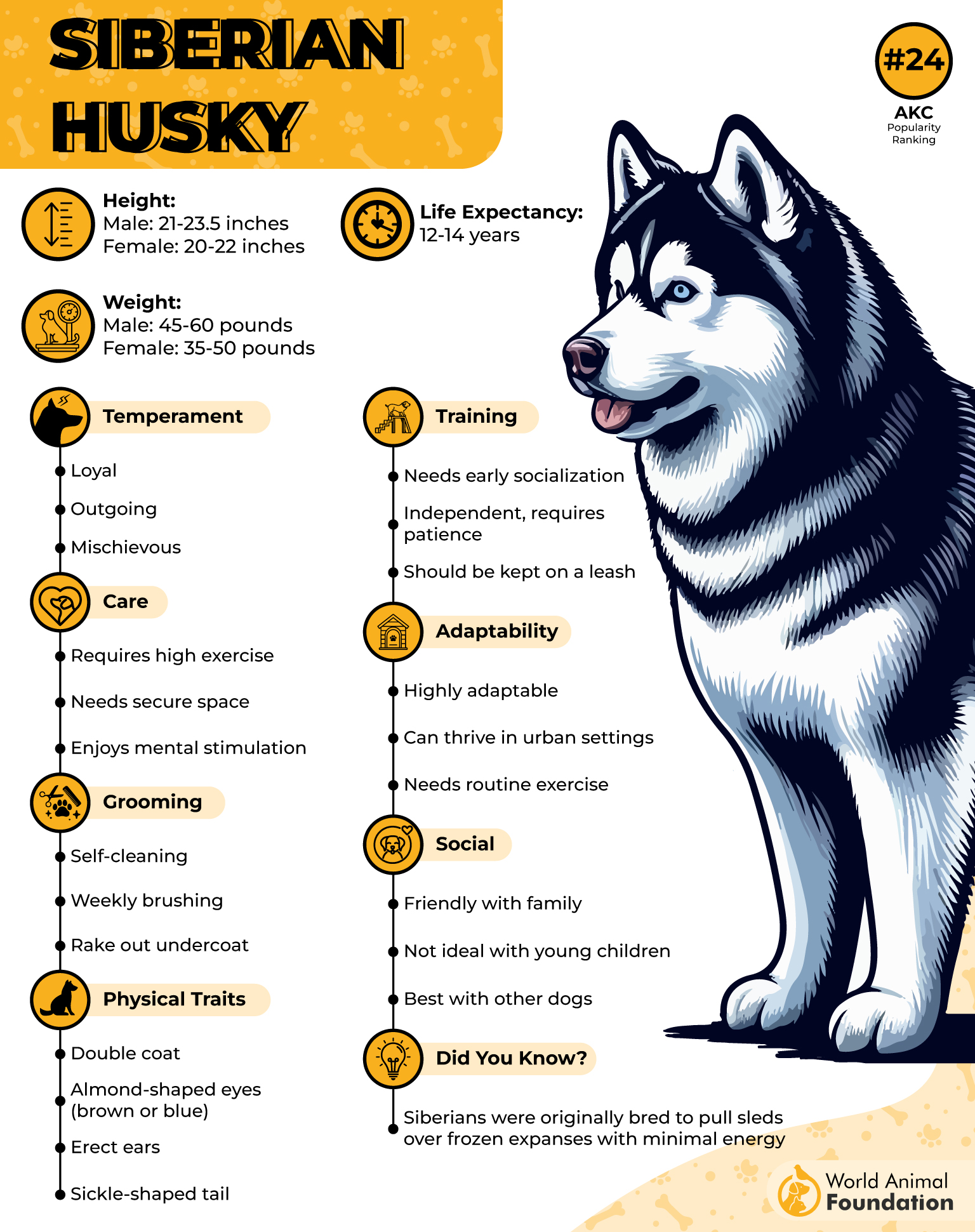 10 Hyperactive Dog Breeds For Active And Engaged Owners Ethawi