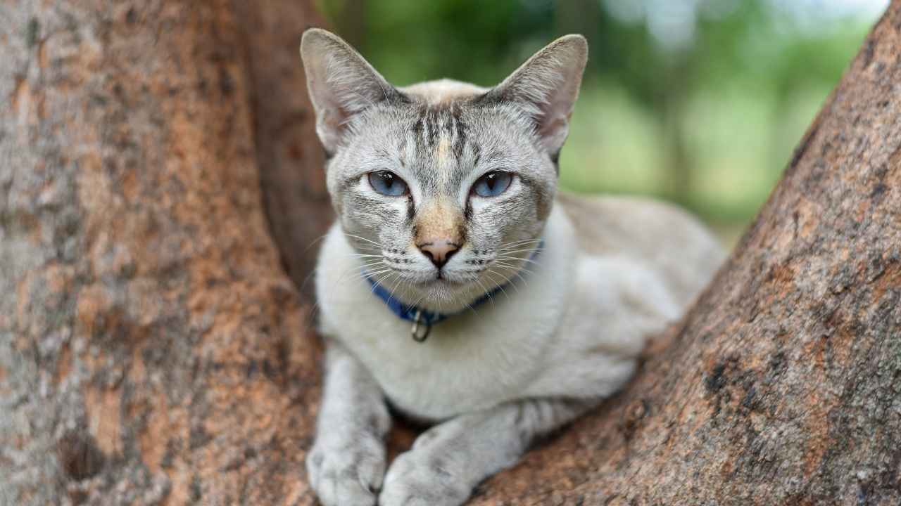 Singapura