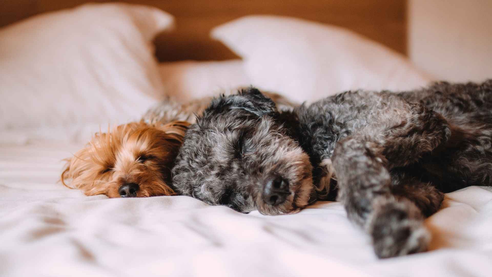 Sleepy Dog Breeds