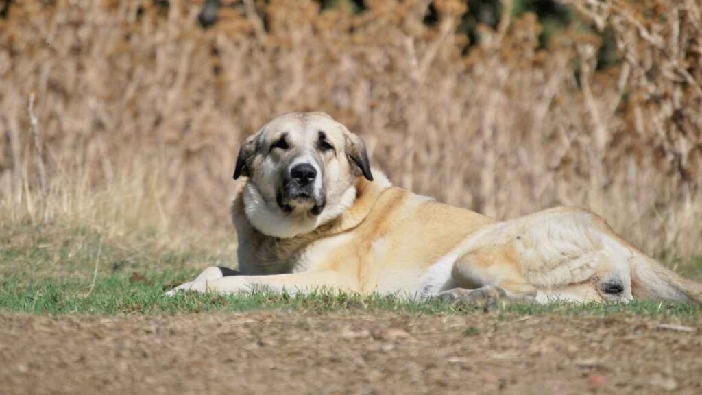 spanish mastiff