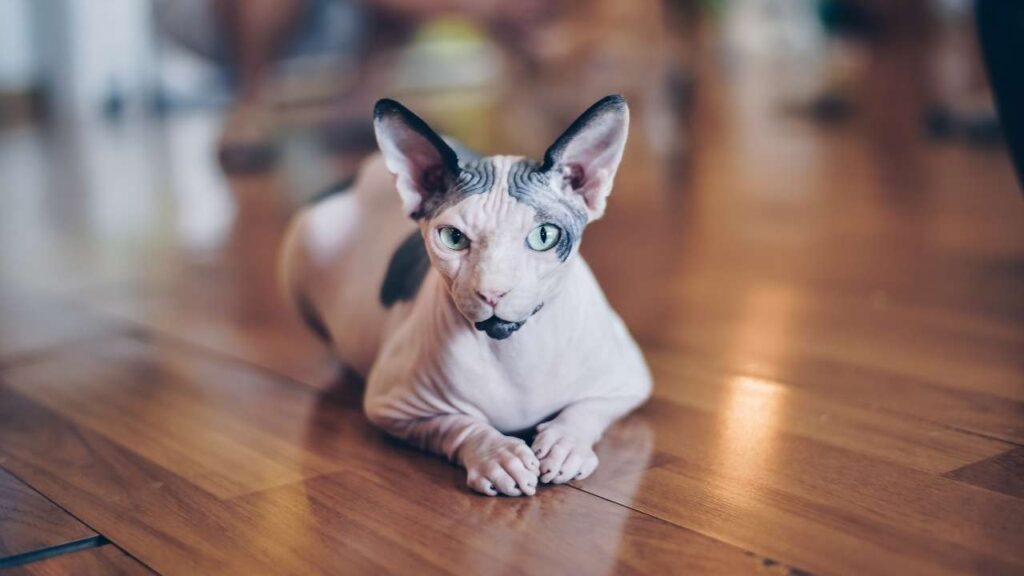Sphynx