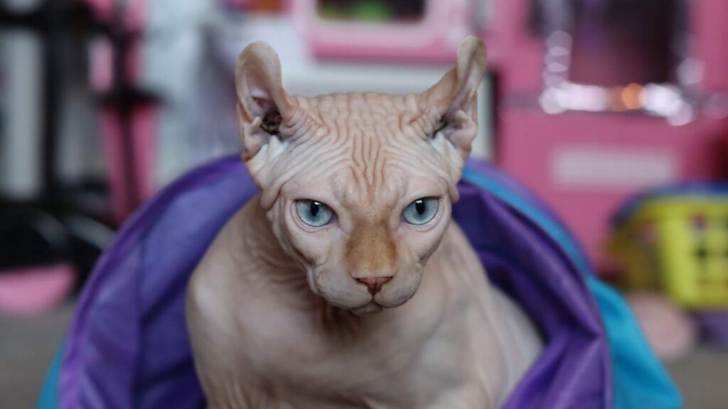 sphynx