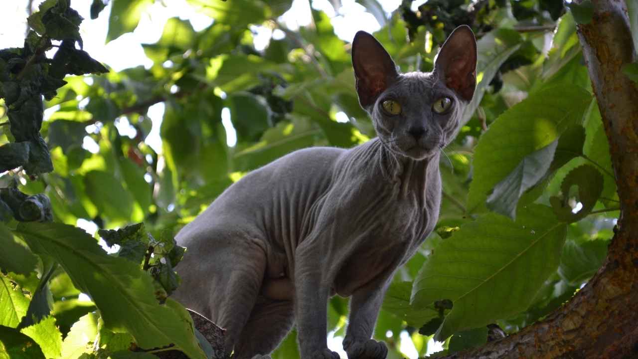 Sphynx