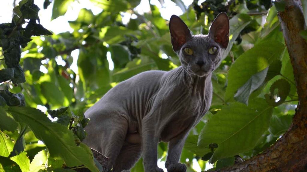 sphynx