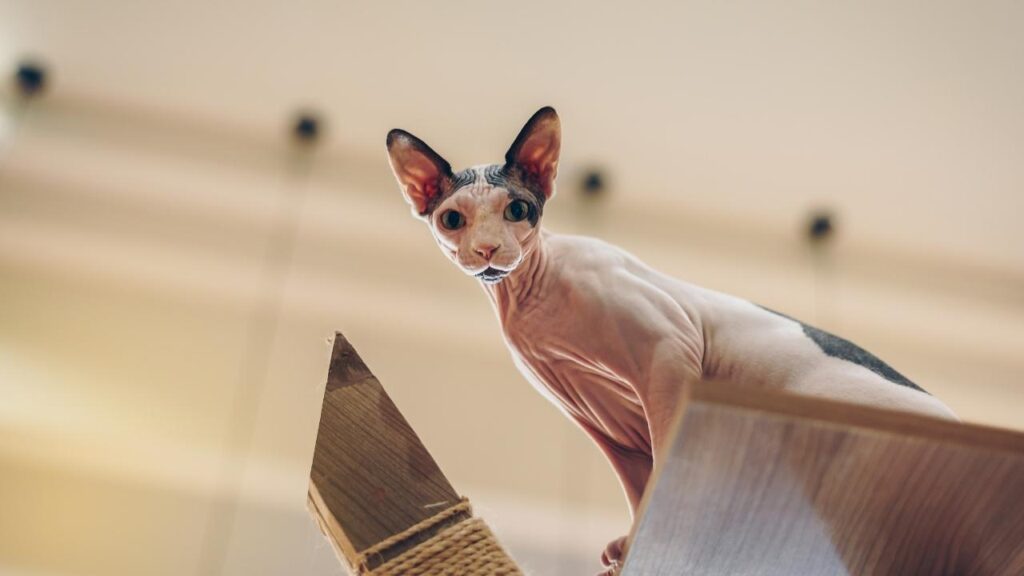 Sphynx