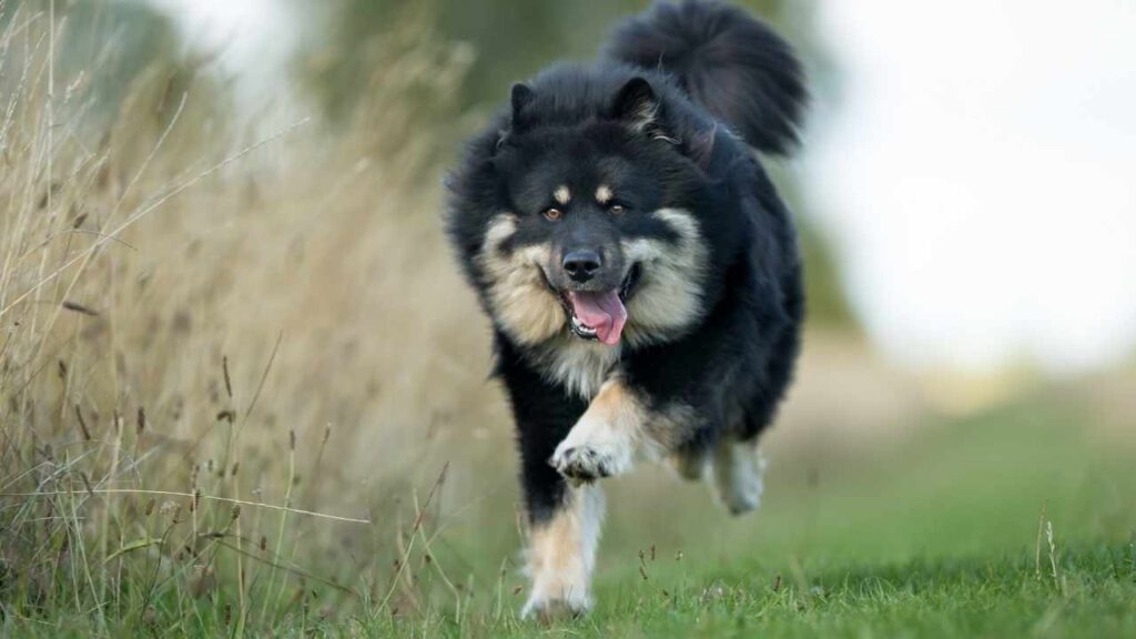 Swedish Lapphund