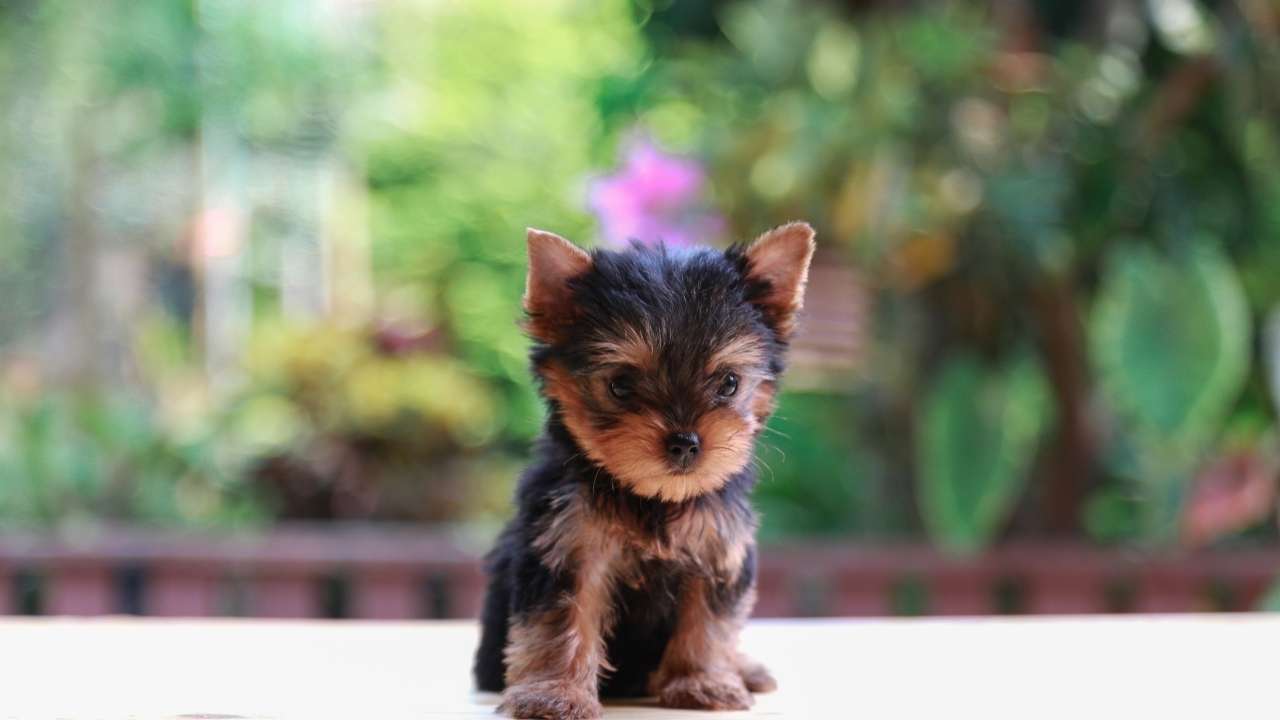 Morkie