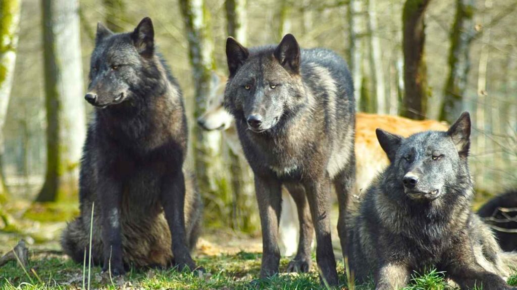 Mexican Wolfdog