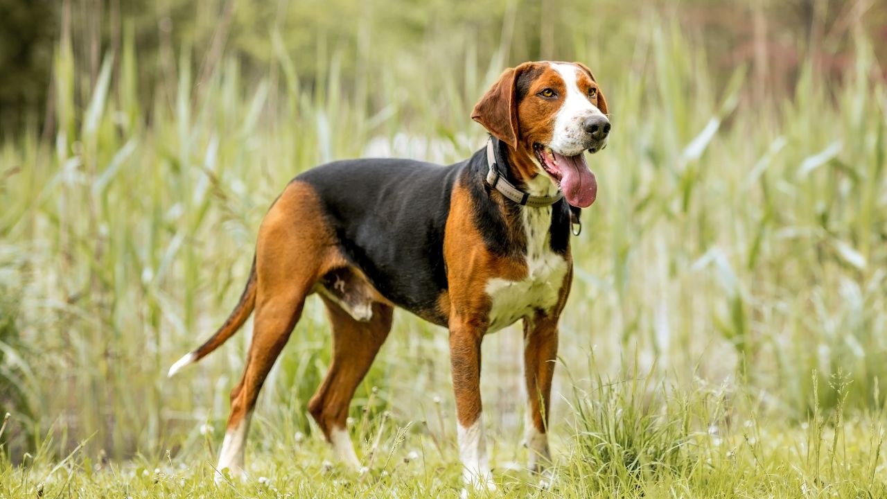 Finnish Hound