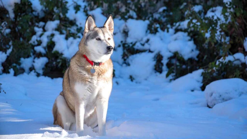 Alaskan husky