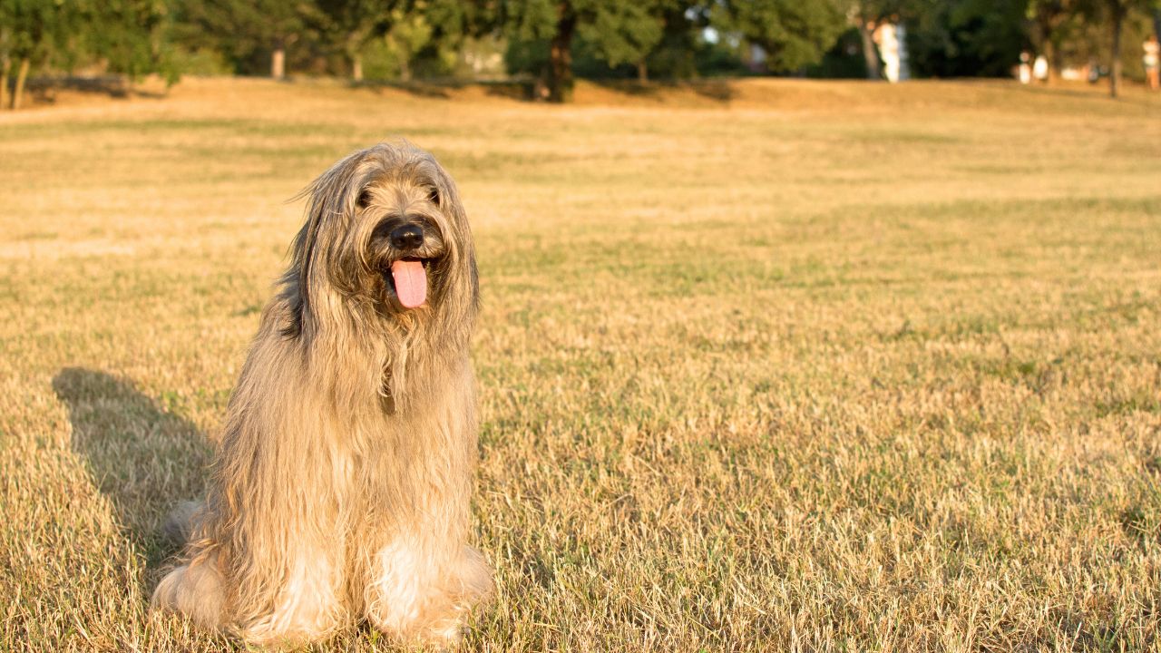 Catalan Sheepdog