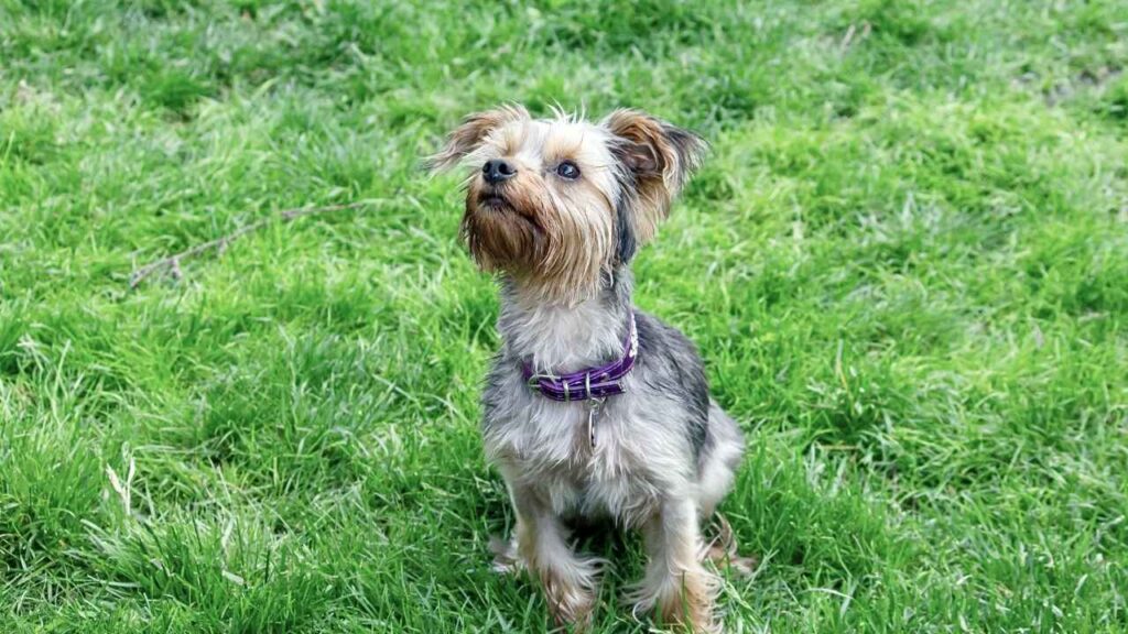 Silky Terrier