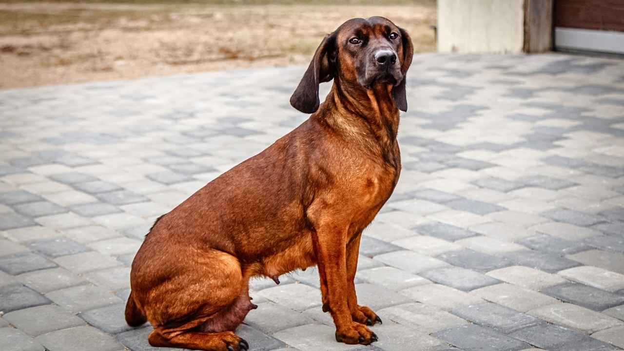 Bavarian Mountain Hound