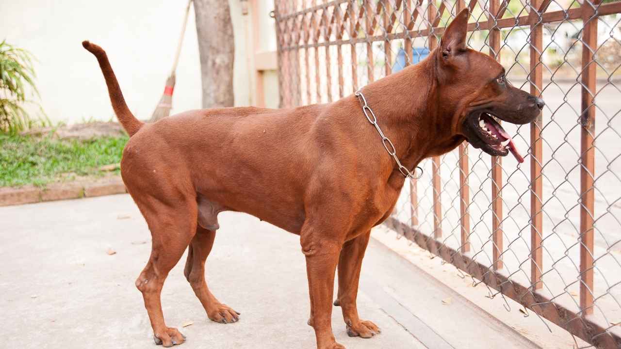 Thai Ridgeback