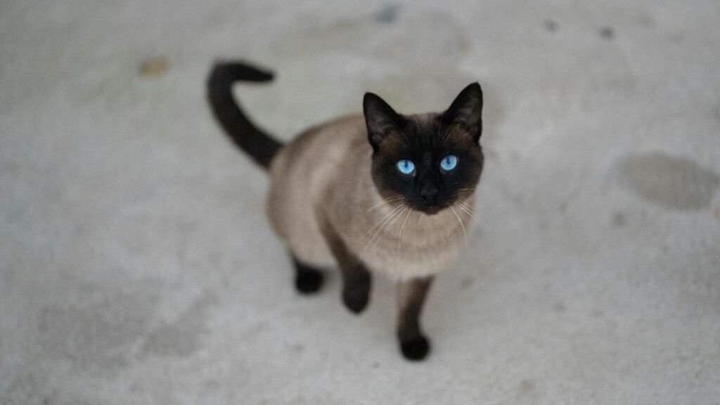 Tonkinese