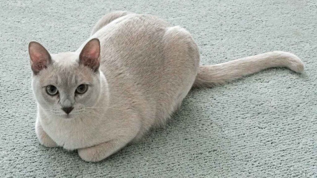 Tonkinese