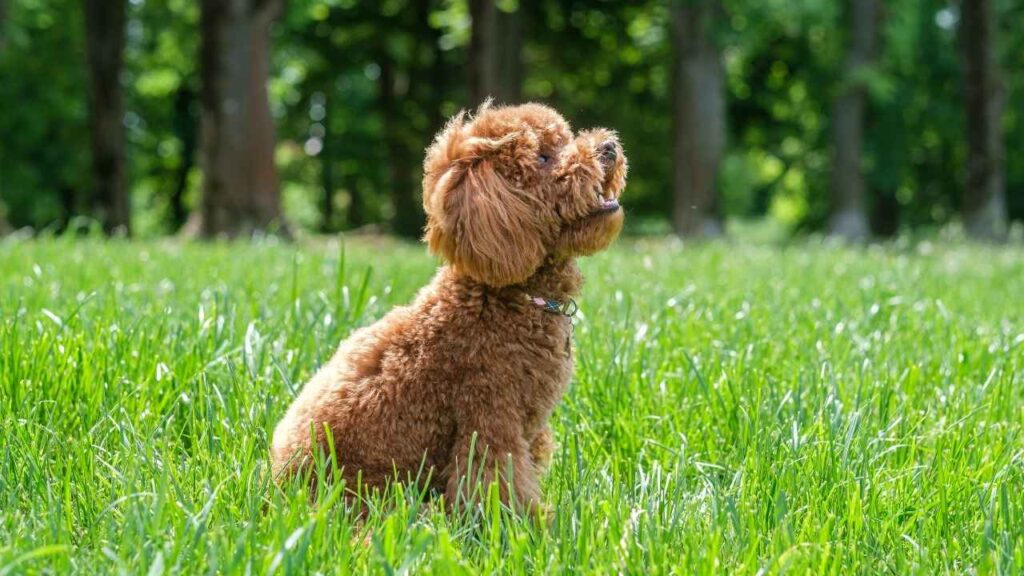 miniature poodle