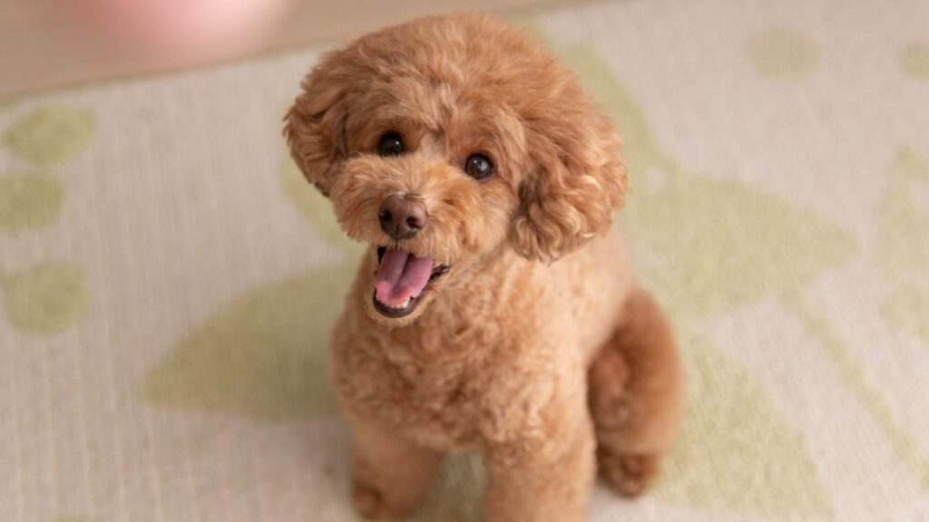 Toy-Poodle
