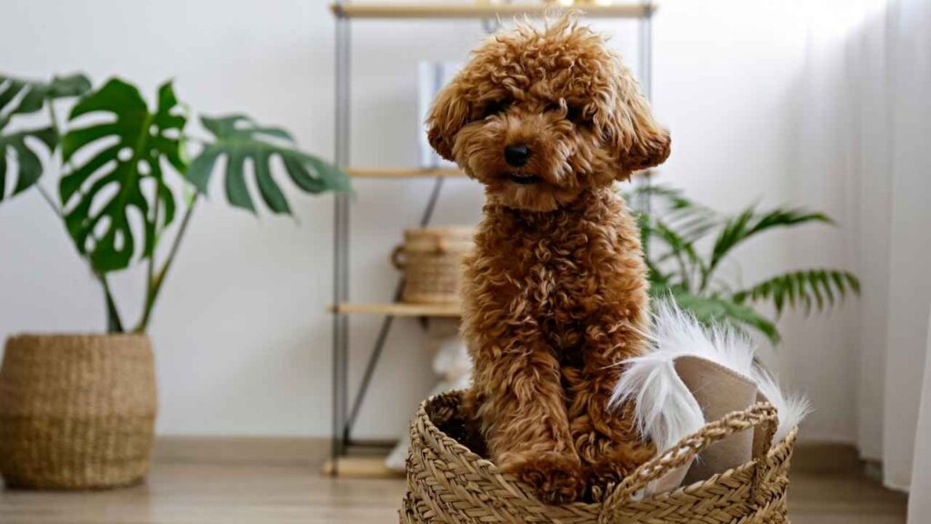 toy poodle