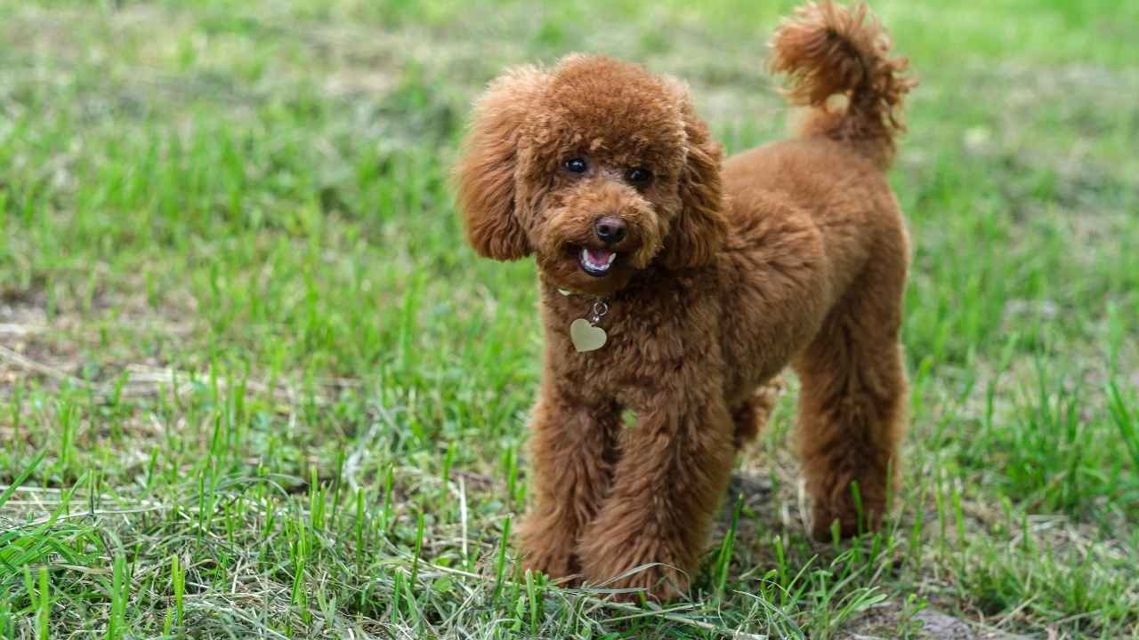 Toy poodle