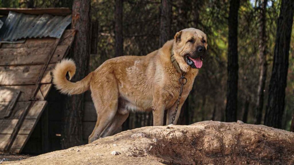 Turkish Kangal