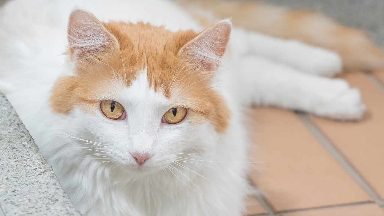 Turkish Van