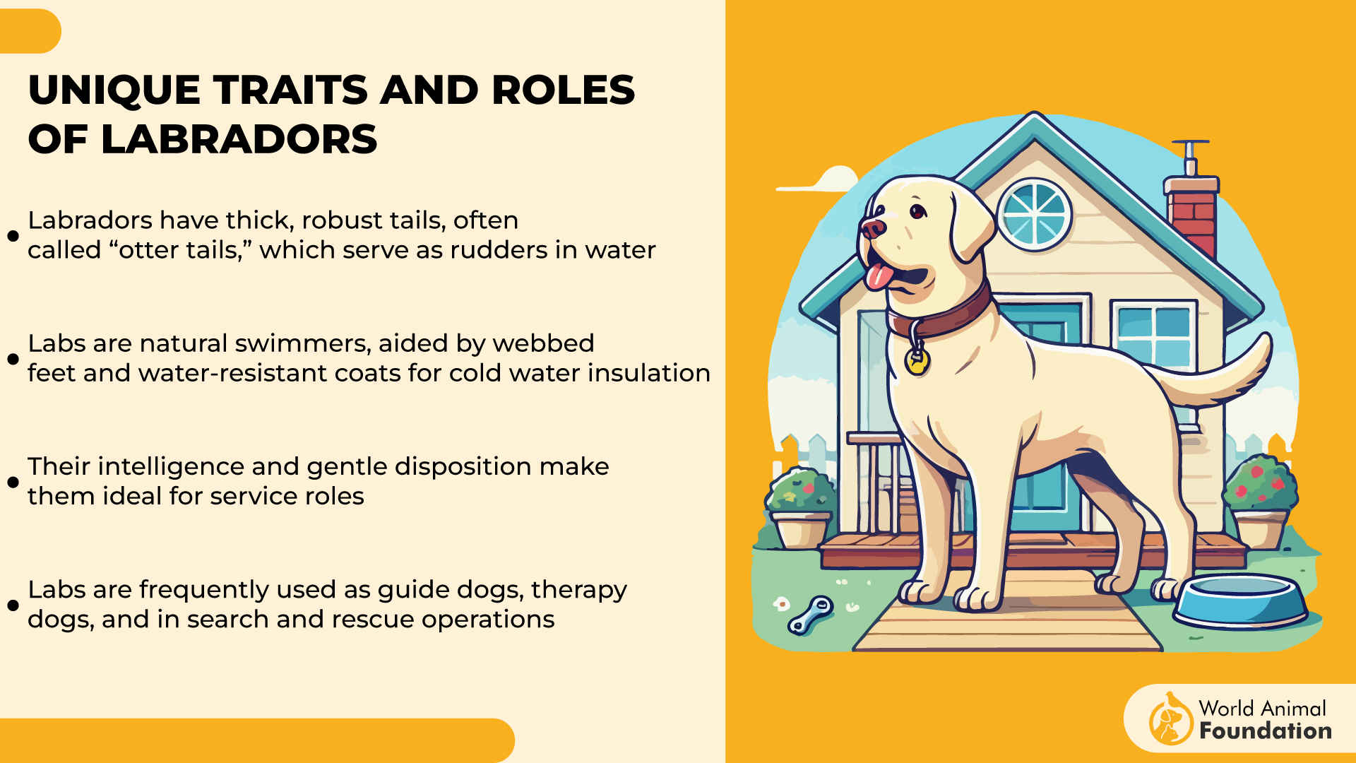 Unique Traits and Roles of Labradors-01