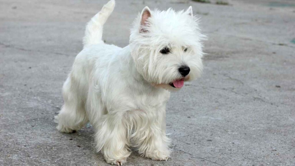 West Highland Terrier 