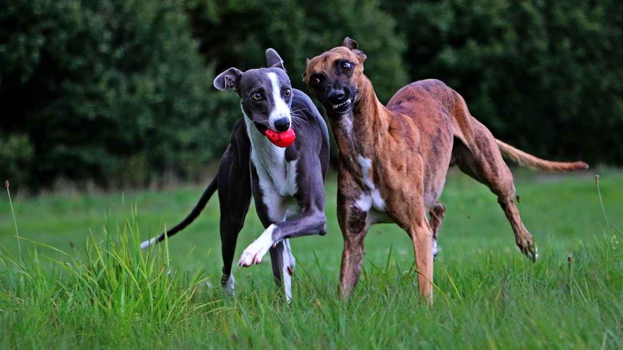 Whippet