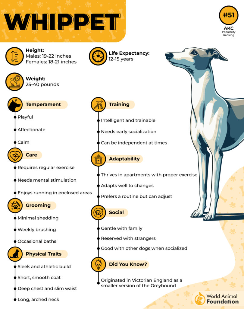 Whippet