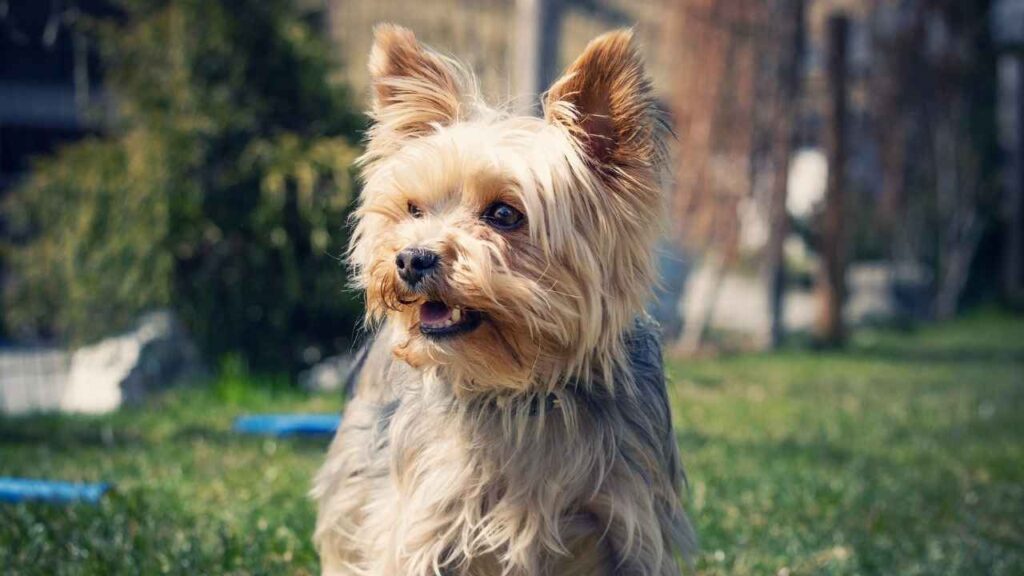 yorkie