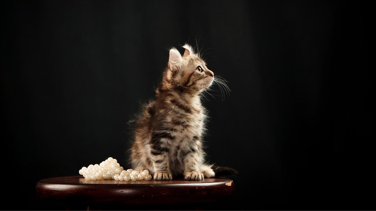 American Curl