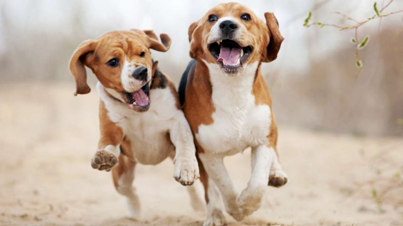 Beagle